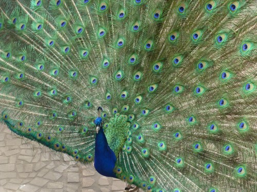 seat peacock.jpg